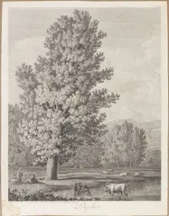 Peuplier by Philipp Jakob Hackert, Etching, offered Nov 2025
