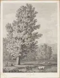 Philipp Jakob Hackert, Peuplier, Etching