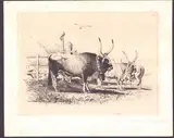 Charles Coleman, Cattle in a meadow | Two cattle heads, 1849, Lot of two prints. Etching on chine-collé