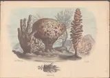 Raimundo Petraroja, Sponges, Lithograph