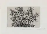 Margheritta Benetti, The tender cosmos, Etching