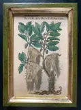 Pietro Andrea Mattioli, The mosse of the Oke and of other trees, Xilografia colorata a mano