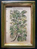 Pietro Andrea Mattioli, Tilia Femina, Xilografia colorata a mano