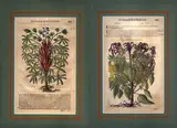 Pietro Andrea Mattioli, Lupini | Elito Maggiore, Lotto di due xilografie colorate a mano
