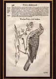 Ulisse Aldrovandi, Turdus Pilars cum hedera, Xilografia