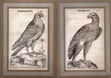 Ulisse Aldrovandi, Ornithologia, Lotto di due incisioni. Xilografia