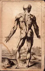 Studio anatomico, da Tiziano by Domenico Maria Bonavera, Bulino, offered Jul 2025