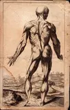 Domenico Maria Bonavera, Studio anatomico, da Tiziano, Bulino