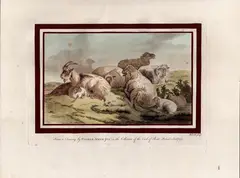 Un gregge di pecore e caproni by William Baillie, Dal disegno di Vermeer nella collezione del Earl of Bute. Stipple (maniera punteggiata), offered Jul 2025