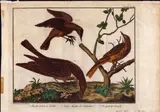 François Nicolas Martinet, Petrel | Pluvier a collier | Grand Guêpier | Autruche | Alouette | Beccassine, lotto di sei incisioni. etching and bulino