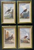 Georges-Louis Leclerc, Comte de Buffon, La tourltelle a collier | Le pigeon-polonois | La tourltelle commune | Le pigeon-cravate, Lotto di quattro xilografie colorate a mano