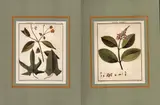 Sellier François Noel, Malpighia Mureila | Banisetria ovata, etching colorata a mano