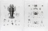 Marie Jules César Savigny, Homards | Crabes, engraving