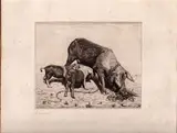Laurenzio Laurenzi, Scrofa con cuccioli, 1929, etching