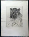Laurenzio Laurenzi, Tessenei - Eritrea, 1929, etching