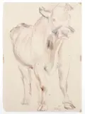 Ferruccio Ferrazzi, Ox, 1948