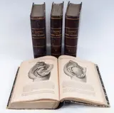 Marie- Philibert Constant Sappey, Treatise on descriptive anatomy, in four volumes. Second Italian edition revised by Dr. Giovanni Antonelli. Vallardi publishing house State