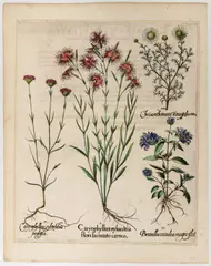 Basil Besler, Caryophyllus sylvestris flore laciniato carneo, Engraving and etching