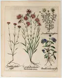 Basil Besler, Caryophyllus sylvestris flore laciniato carneo, Engraving and etching