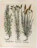Basil Besler, Linaria aurea, Engraving and etching