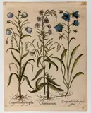 Basil Besler, Chamaenerion, Engraving and etching