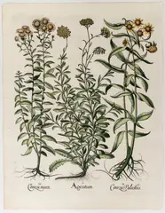Basil Besler, Ageratum, Engraving and etching