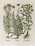 Basil Besler, Ageratum