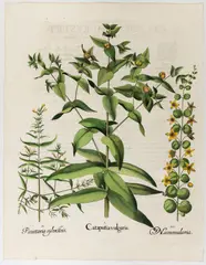Basil Besler, Cataputia vulgaris, Engraving and etching