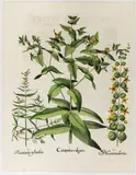 Basil Besler, Cataputia vulgaris, Engraving and etching