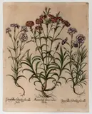 Basil Besler, Amerius pleno rubro flore, Engraving and etching