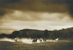 Michael Eastman, Horses #296, 2000, Pigment printing Cm.