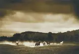 Michael Eastman, Horses #296