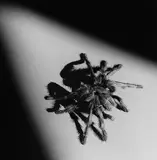 Robert Mapplethorpe, Tarantula, 1988, Gelatin silver print Cm