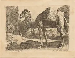Two camels by Herman van Swanevelt, etching, offered Jan 2025