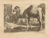 Herman van Swanevelt, Two camels, etching