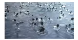 Nicole Tijoux, The Pool, 2022, Nicole Tijoux is a Chilean artist