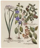 Basil Besler, Juncus, Clematis, Periclymenum