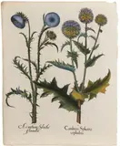 Basil Besler, Acanthus and Cardus