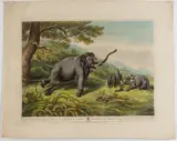 Henri Merke, Decoy Elephants leaving the Male fastened to a Tree, 1806, from the Oriental Field Sports series