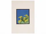 Carlo Mattioli, Ginestre nel sole 1981, aquatint print