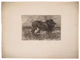 Giovanni Fattori, Il toro, etching