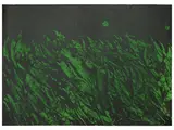 Mattia Moreni, Campo notturno 1971