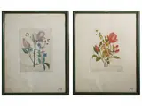 Rose by Raoul Dal Molin Ferenzona, Pair of watercolor engravings, offered Nov 2025