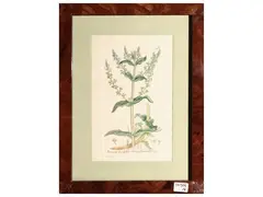 Herbarium by James Sowerby, series of four engravings with waterclasses, offered Jun 2025