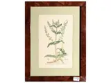 James Sowerby, Herbarium, series of four engravings with waterclasses