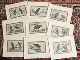 Paul Mahler, Birds of Prey (1907), nine lithographs