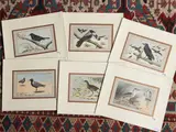 Paul Mahler, Birds (1907), six lithographs