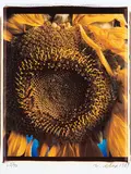 Close Chuck, Sunflower, 1989, Internal dye diffusion transfer printing