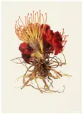 Maria Carla Mattii, Selezione n.7, 2002, Ilra print on aluminum