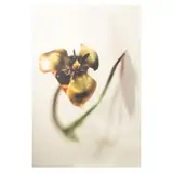 Maria Carla Mattii, "The Catalog of Monsters", 1999, color photograph applied to aluminium
